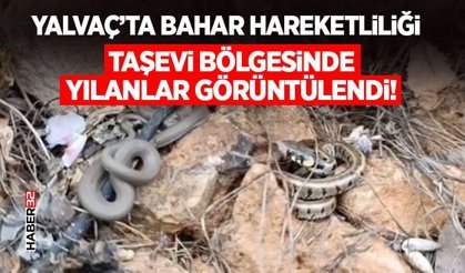 Taşevi Bölgesinde Yılanlar Görüntülendi!