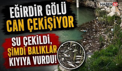 Su Çekildi, Şimdi Balıklar Kıyıya Vurdu!