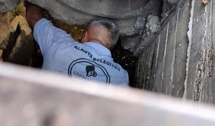 Kanalizasyona düşen kedi belediye ekiplerince kurtarıldı