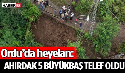 Ordu’da heyelan: Ahırdaki 5 büyükbaş telef oldu