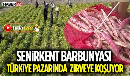 Senirkent Barbunyası Türkiye Pazarında Zirveye Koşuyor