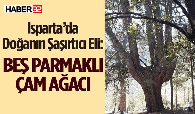 Beş parmaklı çam ağacı heybetiyle büyülüyor