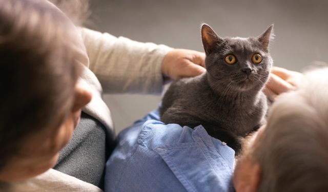 Kedi Sahiplenmenin Sorumluluğunu Almadan Önce Bilinmesi Gerekenler