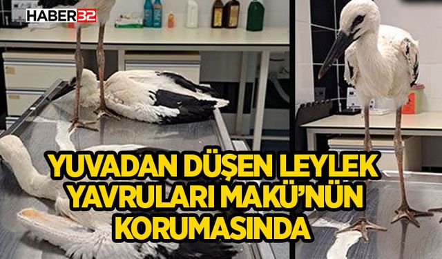 Yuvadan Düşen Leylek Yavruları MAKÜ’nün Korumasında