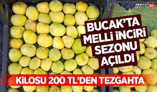 Bucak’ta Melli İnciri Sezonu Açıldı