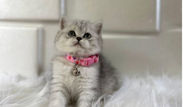 Neden British Shorthair Almalısınız?
