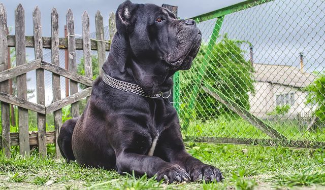 Cane Corso Köpeği Özellikleri, Bakımı ve Beslenmesi