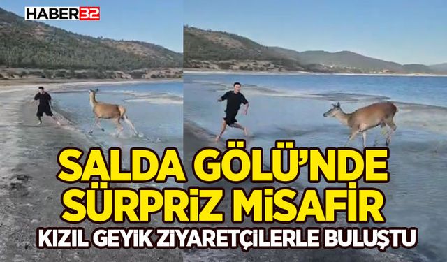 Salda Gölü’nde Sürpriz Misafir: Kızıl Geyik Ziyaretçilerle Buluştu