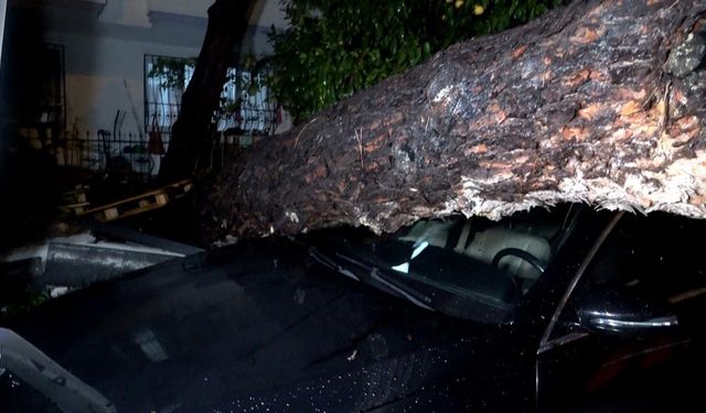 Antalya’da yağmur ve şiddetli rüzgar 10 metrelik ağacı devirdi: İki araç ve bina zarar gördü