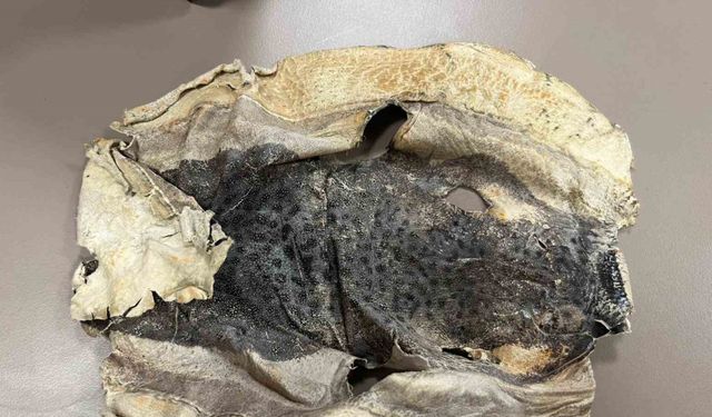 İzinsiz kullanılan Balon balığı projesi mahkemelik oldu