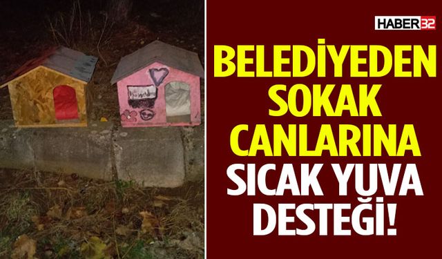 Belediyeden Sokak Canlarına Sıcak Yuva Desteği!