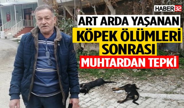 Art arda yaşanan köpek ölümleri sonrası muhtardan tepki