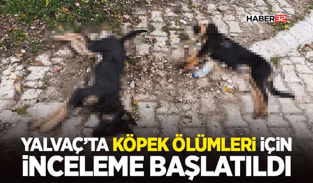 Yalvaç’ta Köpek Ölümleri İçin İnceleme Başlatıldı