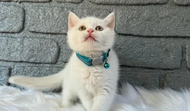 British Shorthair Irkının Kökeni