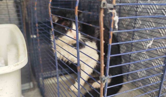 Derede mahsur kalan kedi kurtarıldı