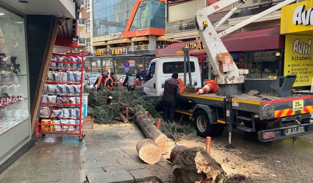 Isparta'da fırtına ağacı kökünden söktü