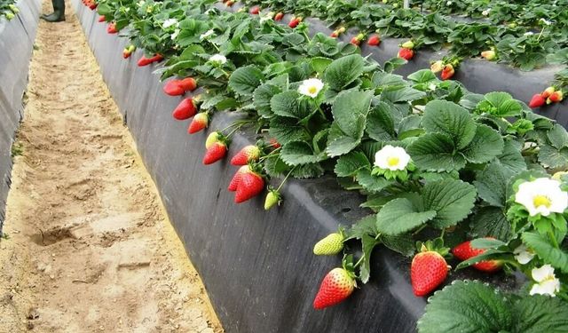 Tüplü Çilek Fidesi Alımı İşi Mal Alımı