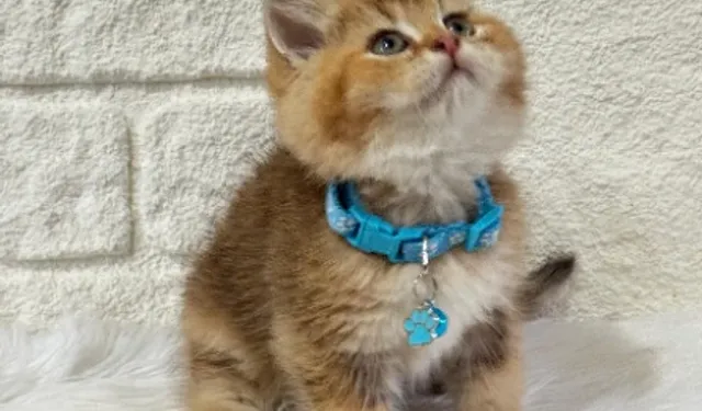 Yavru Kedi Sahiplenme ile Hayatınıza Neşe Katın