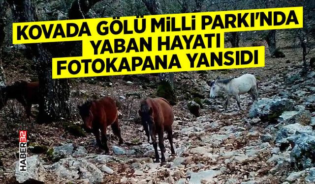 Kovada Gölü Milli Parkı'nda yaban hayatı fotokapana yansıdı