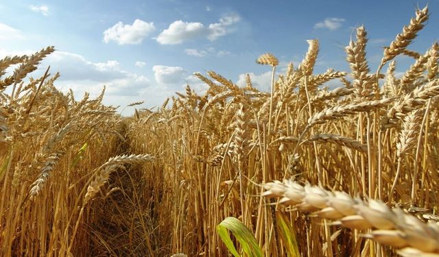 Yem Bitkileri Tohum Alımı