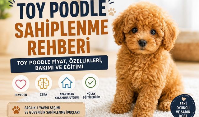 Toy Poodle Sahiplenme Rehberi: Toy Poodle Özellikleri, Toy Poodle Fiyat ve Bakımı