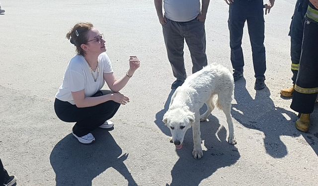 Mahsur kalan köpeğin sesini sadece o duydu, kurtarıldığında gözyaşlarına boğuldu