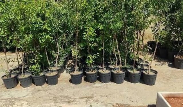 Fidan Üretim Ve Bakım İşleri Yapılacaktır