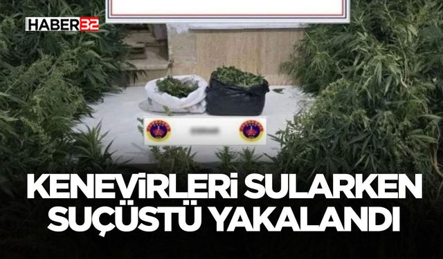 Kenevirleri sularken suçüstü yakalandı