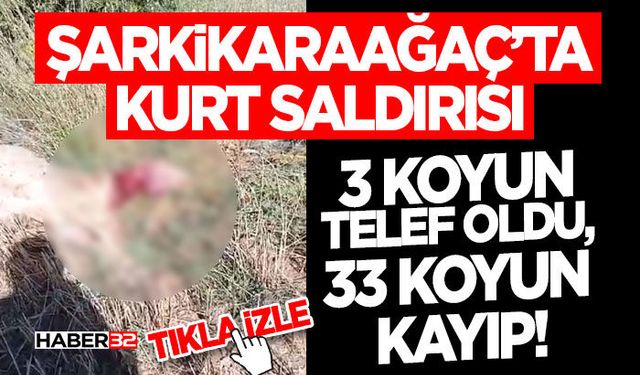 Kurt Saldırısı- 3 Koyun Telef Oldu, 33 Koyun Kayıp!