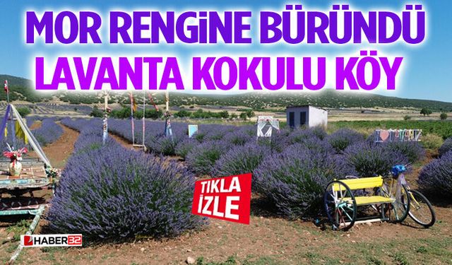 Lavanta Kokulu Köy Mor Rengine Büründü