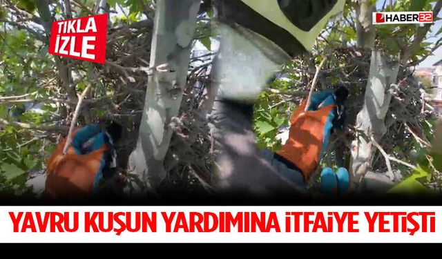 Yavru Kuşun Yardımına İtfaiye Yetişti