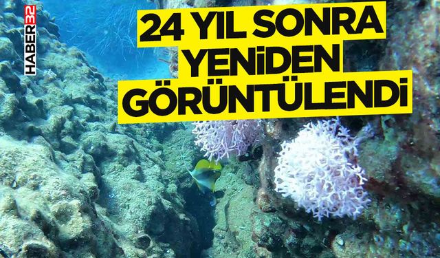 24 yıl sonra Antalya Körfezi’nde yeniden görüntülendi