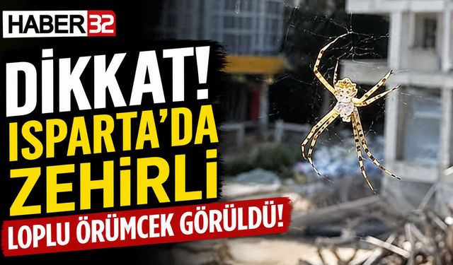 Isparta’da Zehirli Loplu Örümcek Görüldü!