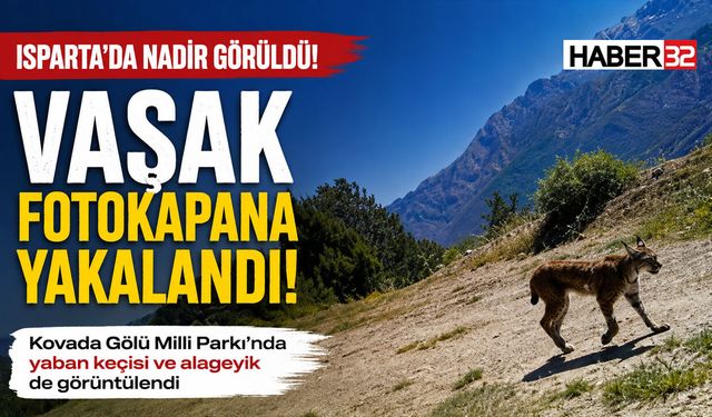 Isparta'da Nadir Görülen Vaşak Kamerada!