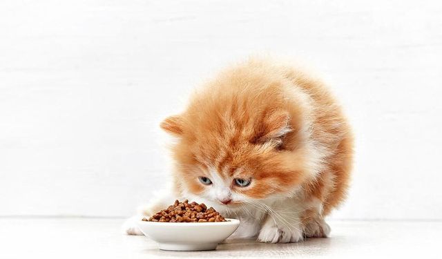Yavru Kedi Beslenmesinde Yapılan Yaygın Hatalar