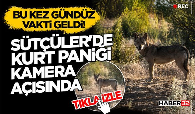 Bu Kez Gündüz Vakti Geldi! Sütçüler'de Kurt Paniği Kamera Açısında