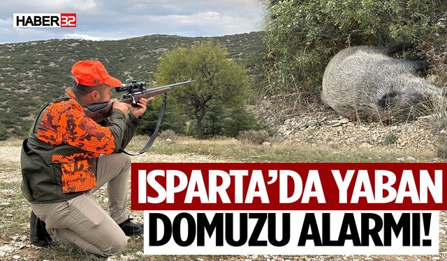 Isparta’da Yaban Domuzu Alarmı! 47’si Vuruldu