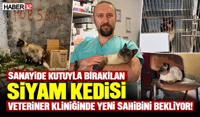 O Kedi Veteriner Kliniğinde Yeni Ailesini Bekliyor!