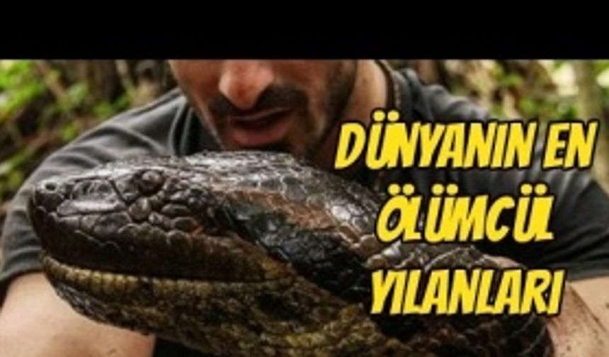 En Ölümcül Yılanlar