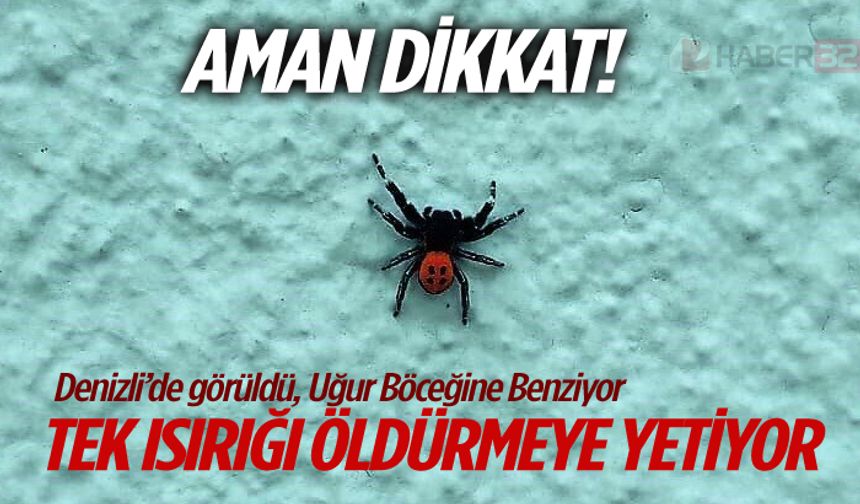 Tek Isırığı Öldüren Böcek Denizli'de Görüldü..