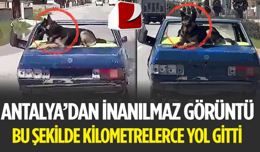 Antalya'da Bir Köpek Bagaj Üstünde Yol Gitti