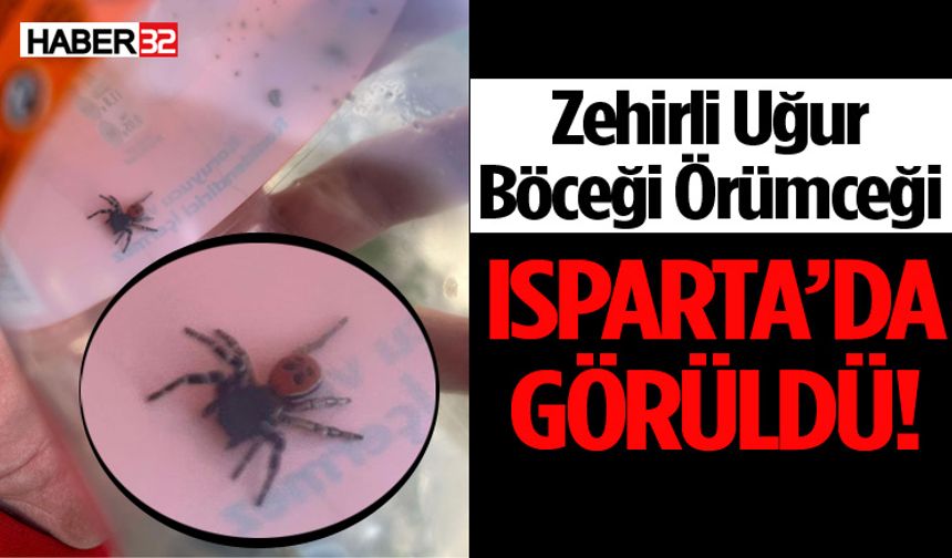 Zehirli Uğur Böceği Örümceği bu kez Isparta’da görüldü