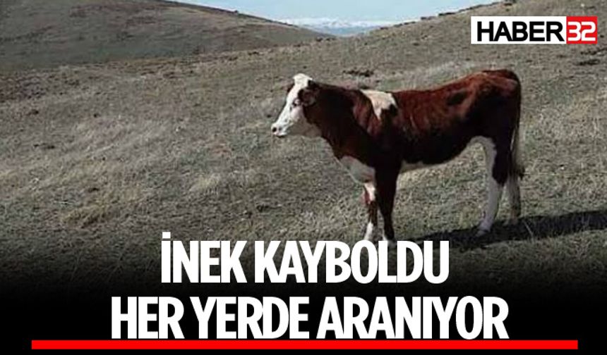 İnek Kayboldu! Sahibi Yardım Bekliyor