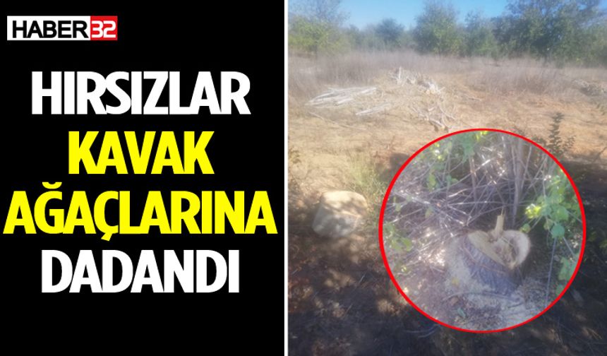 Hırsızlar Kavak Ağaçlarına Dadandı