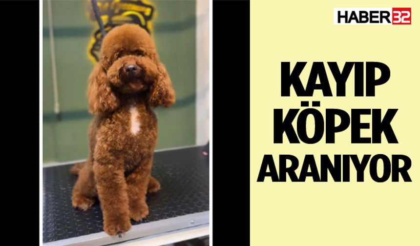 Kayıp Köpek Aranıyor