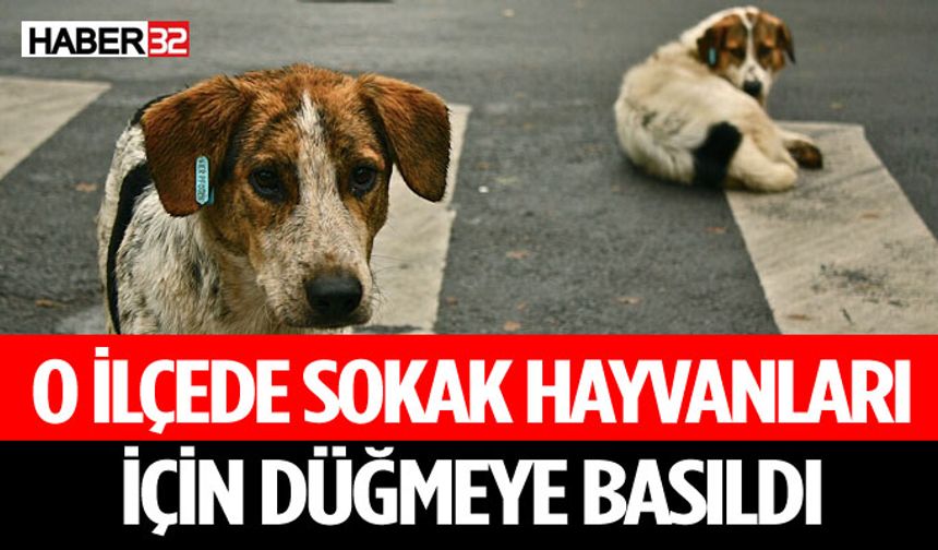 Sokak Hayvanları Kısırlaştırılacak Çalışmalar Başladı