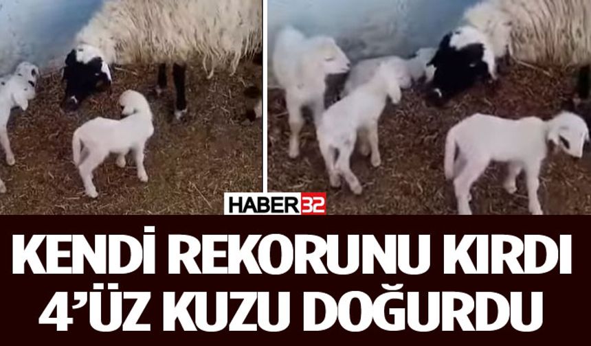 Koyunu Tek Batında 4 Erkek Kuzu Doğurdu