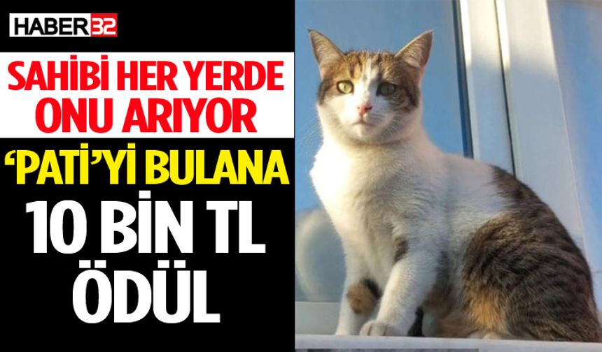 Isparta'da Kaybolan Kediye 10 Bin TL Ödül!