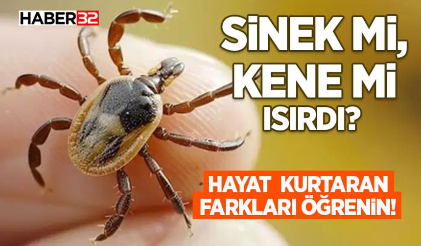 Sinek mi, Kene mi Isırdı?