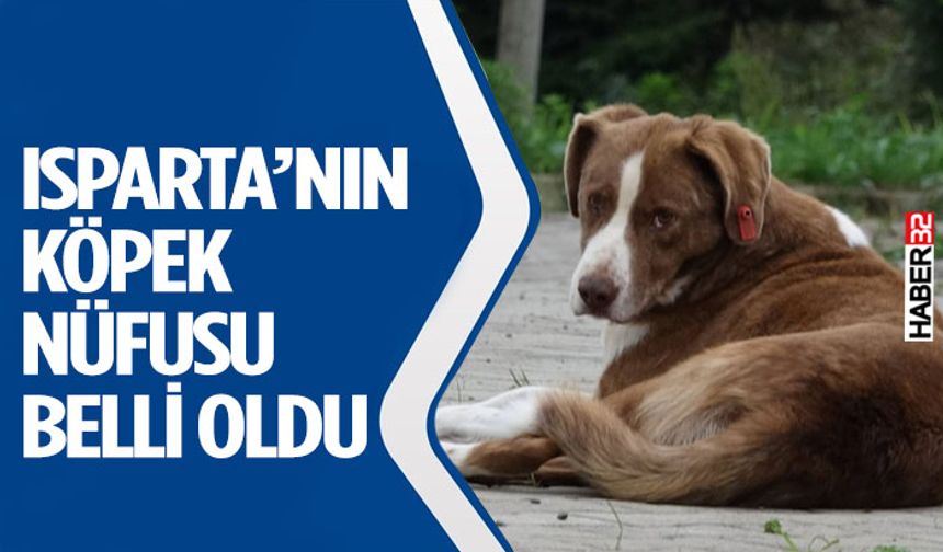 Isparta’nın köpek nüfusu belli oldu